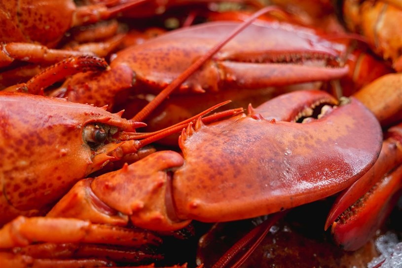 Un souper-bénéfice aux homards pour la Maison de la Famille Vaudreuil-Soulanges