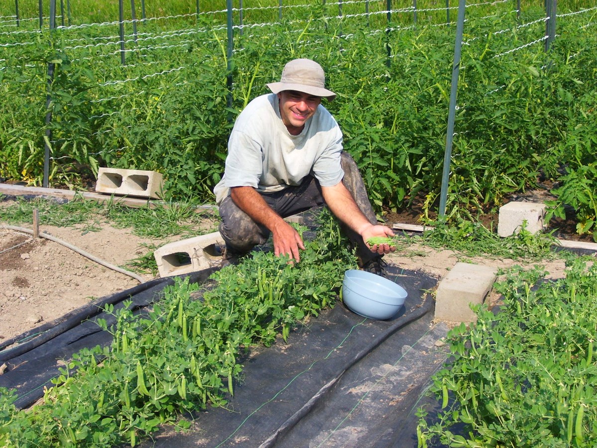 Activité de ferme maraîchère à Saint-Polycarpe
