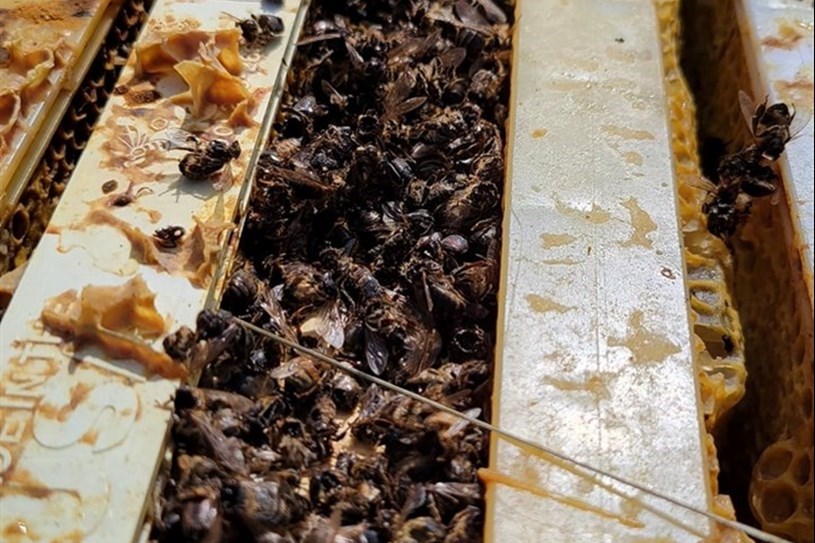 La Ferme des Petites Écores perd 100% de son cheptel d'abeilles
