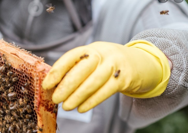 L'apiculture urbaine au coeur d'une conférence à Vaudreuil-Dorion 