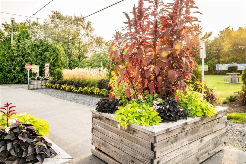 Saint-Lazare receives international recognition for its ecological landscaping