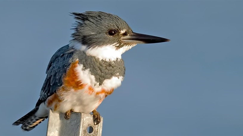 Hudson a finalement choisi son oiseau emblématique