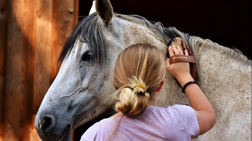 June 1st : "Journée internationale du cheval" in Saint-Lazare