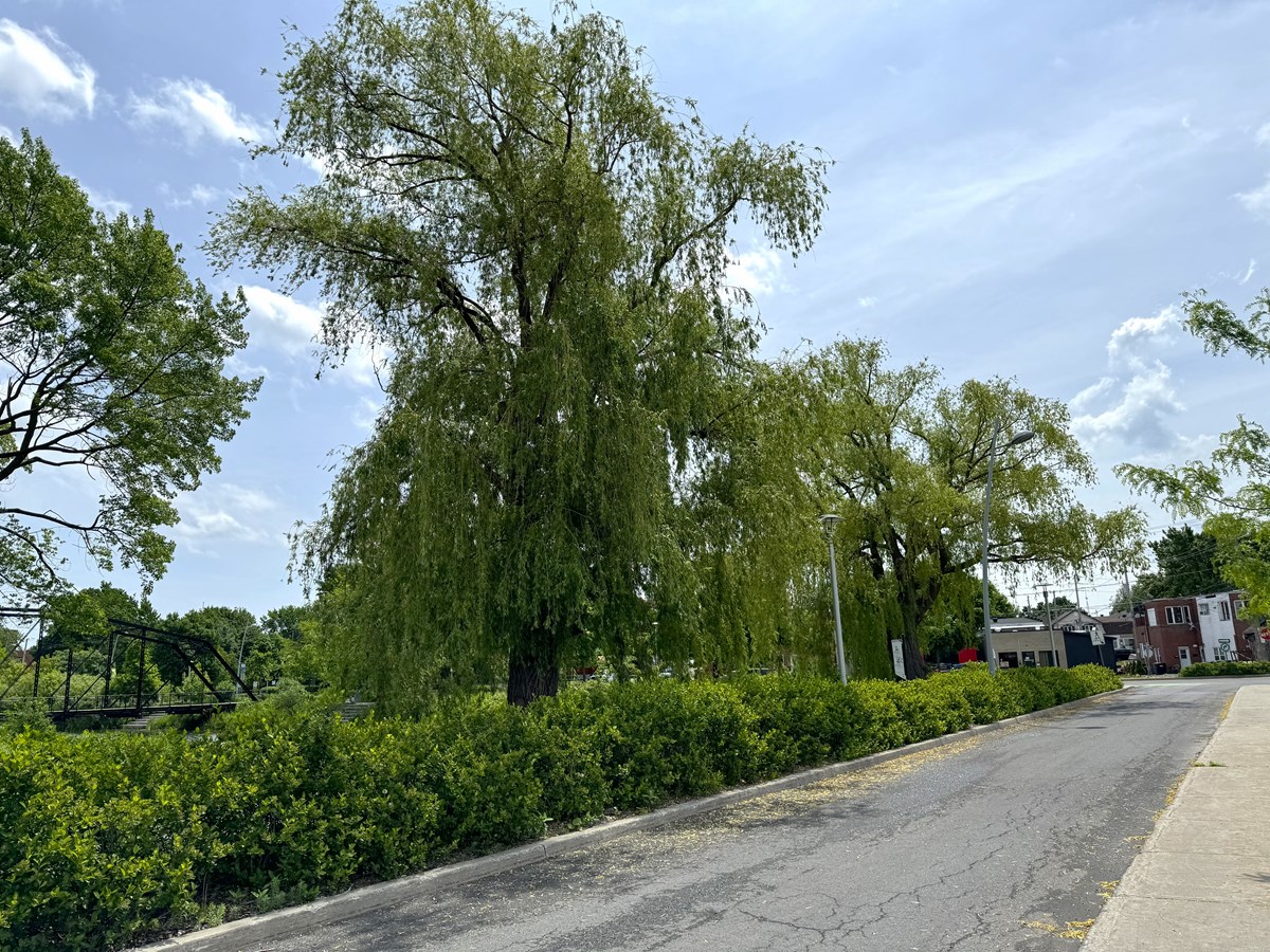 Salaberry-de-Valleyfield contrainte d’abattre deux arbres matures au centre-ville
