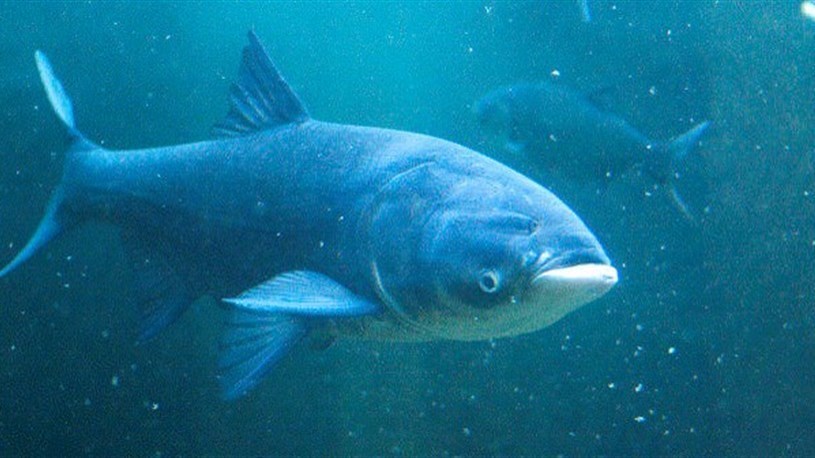 Espèce envahissante: Trois carpes de roseau sont capturées dans la baie de Vaudreuil