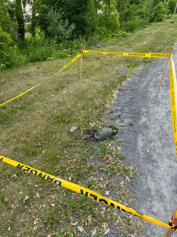 Une sympathique occupante du parc de la Maison-Valois est de retour