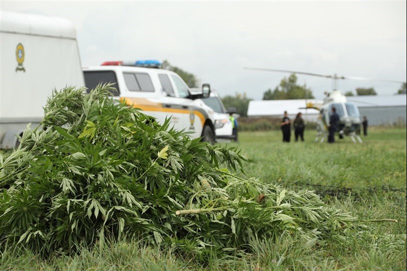 Lutte à la culture extérieure illicite de cannabis: les policiers à l'affût