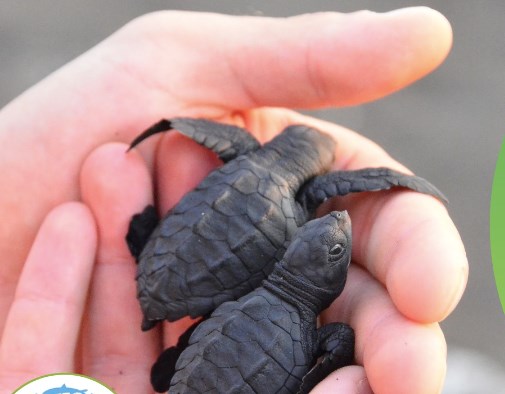Participez à la protection des bébés tortues de Saint-Zotique 