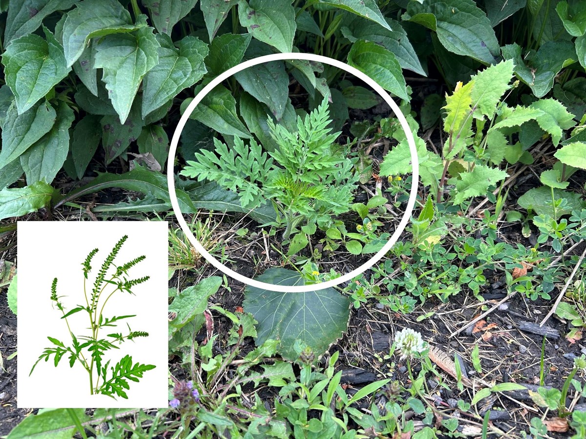 L'herbe à poux, avant et après l'apparition des épis