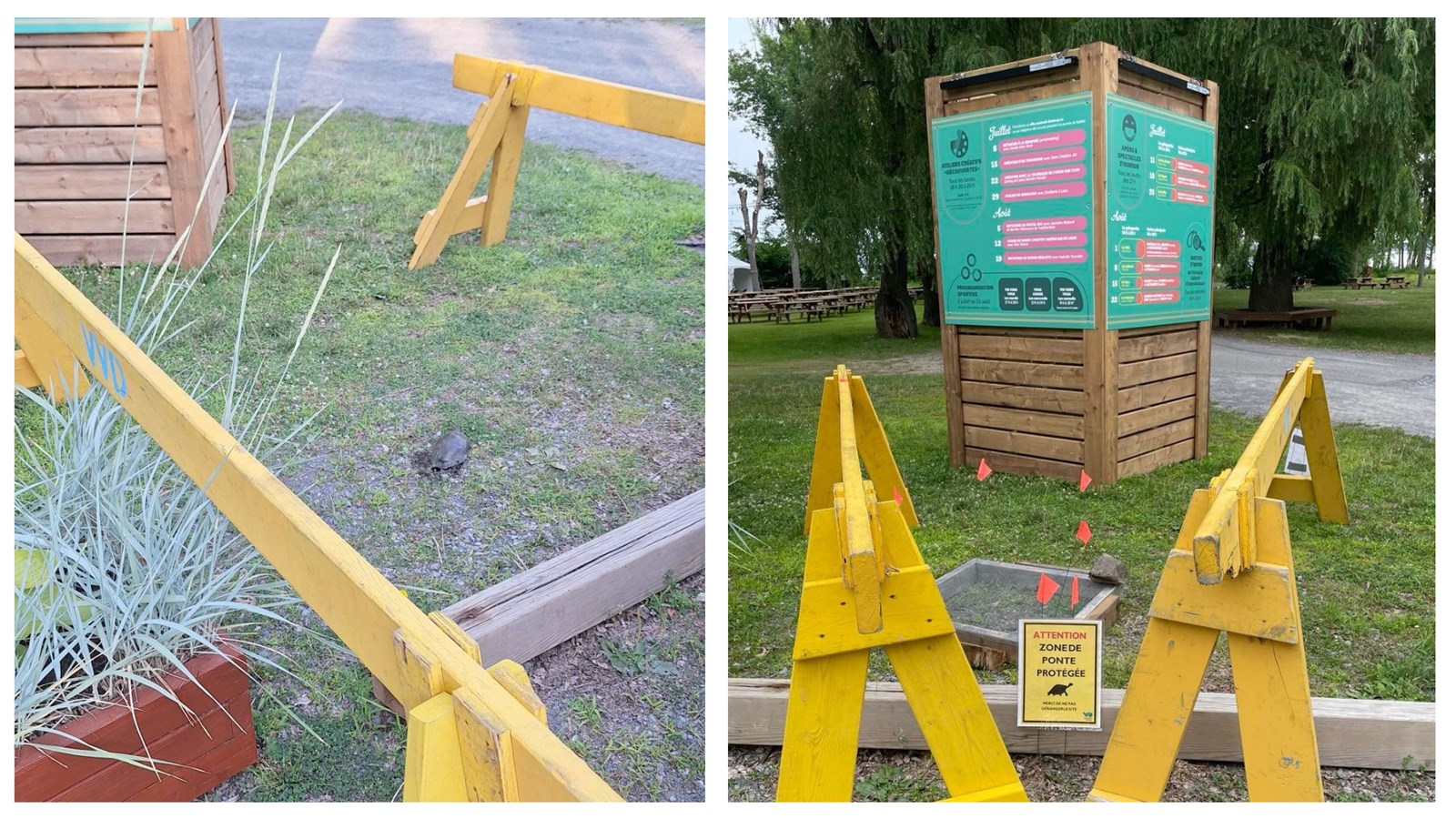 Mimi la tortue est bien installée au parc Le 405