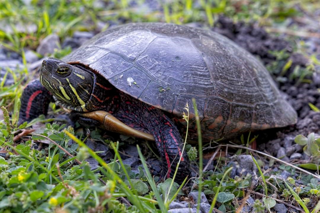 Mimi la tortue est bien installée au parc Le 405