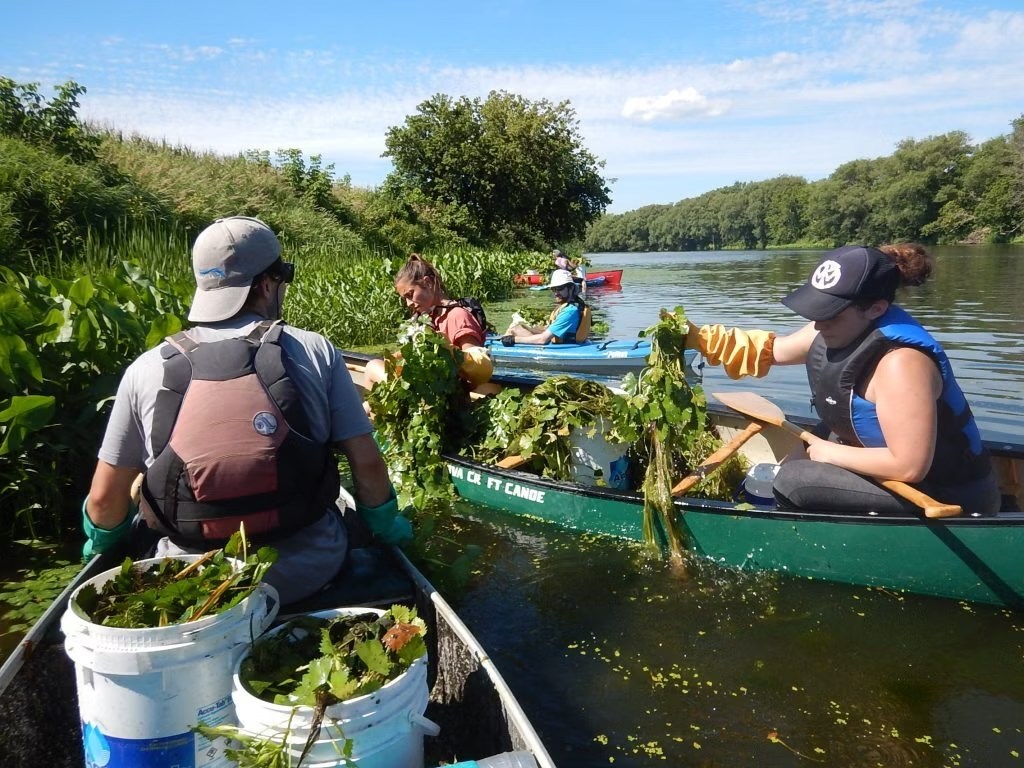 Projet d'éradication de la châtaigne d’eau à Rigaud