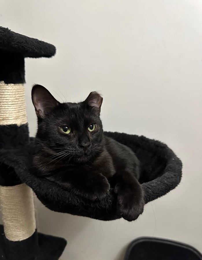 Journée internationale du chat: une belle occasion pour adopter son prochain compagnon 
