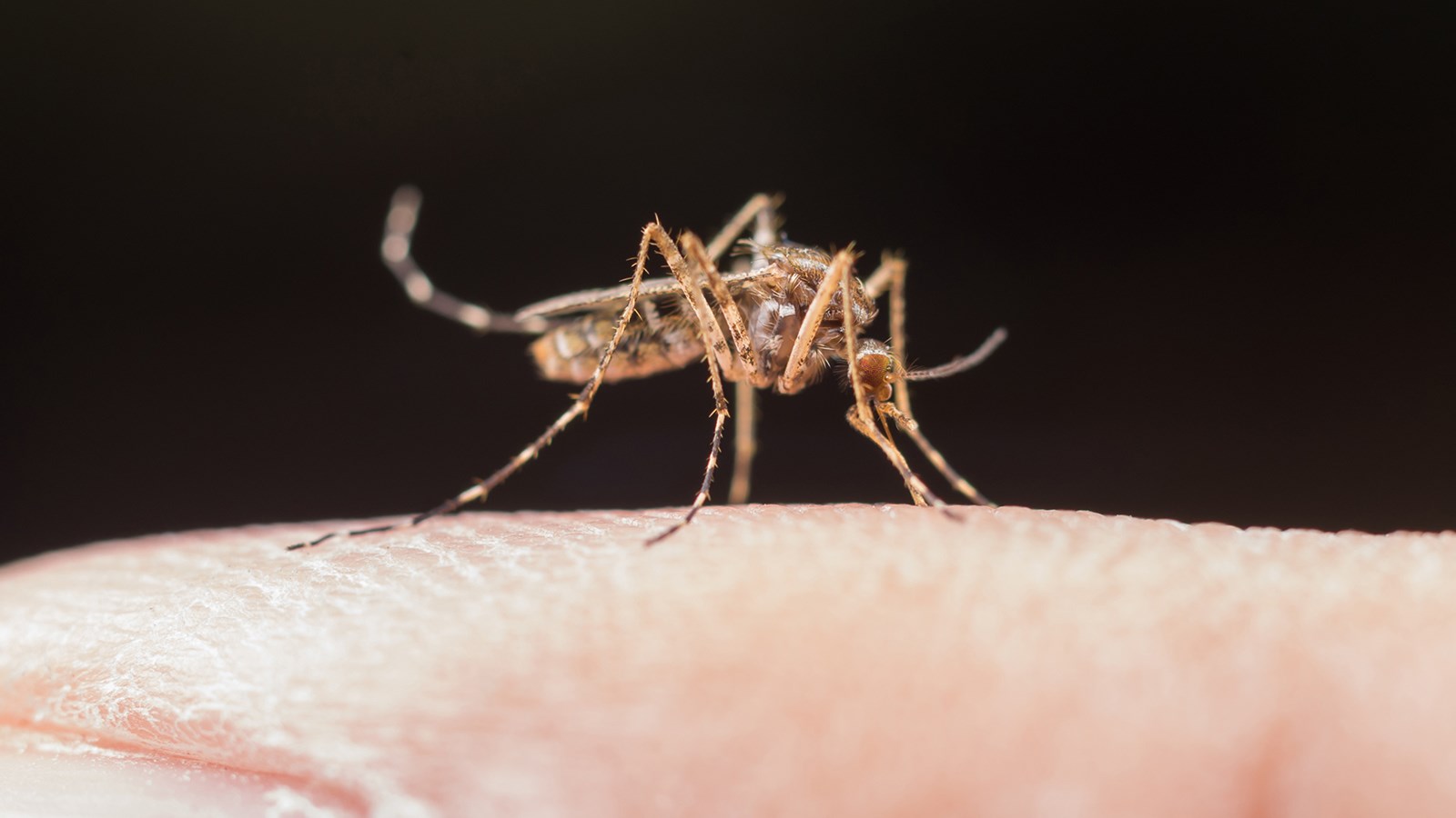 Le virus du Nil occidental est présent en Montérégie