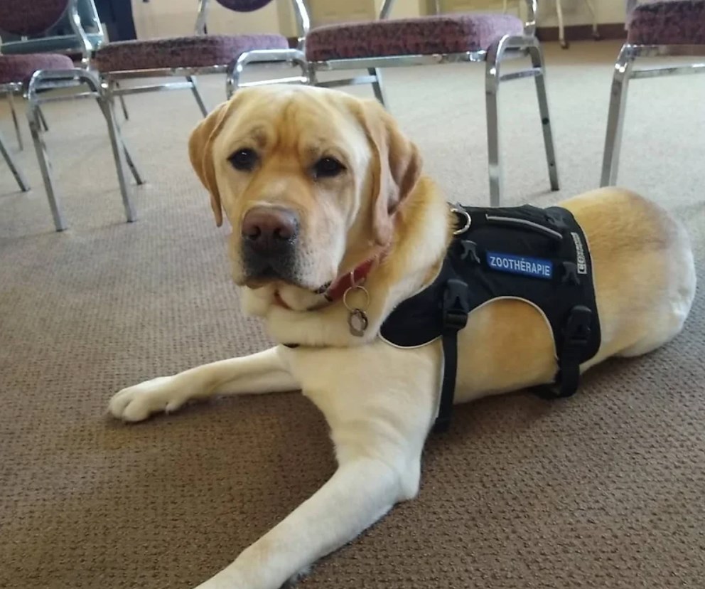 6 à 9 ans : améliorer sa lecture avec le chien Sandale et une zoothérapeute