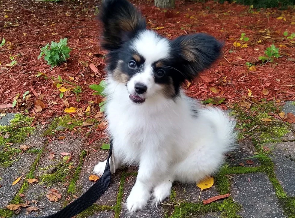 Gaufrette, Noémie's second dog in training