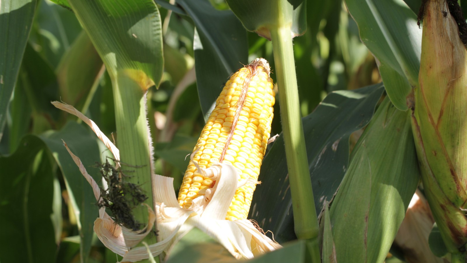 Uniag Coopérative attracts hundreds of agricultural producers to Suroît