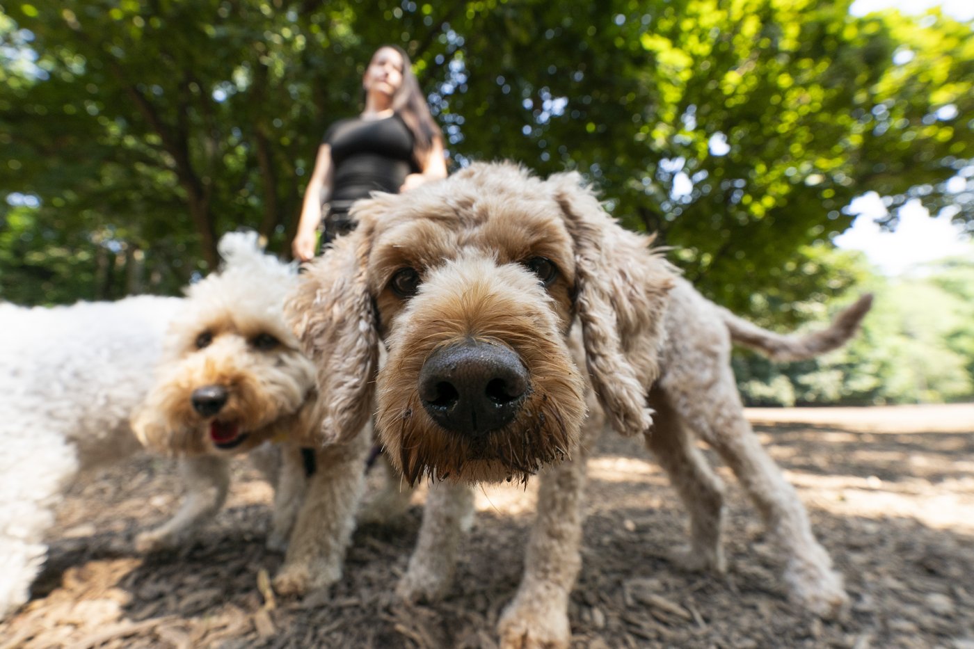 Ce qu'il faut savoir avant d'emmener un animal de compagnie en voyage