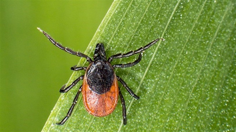 Ticks don't disappear with the arrival of autumn