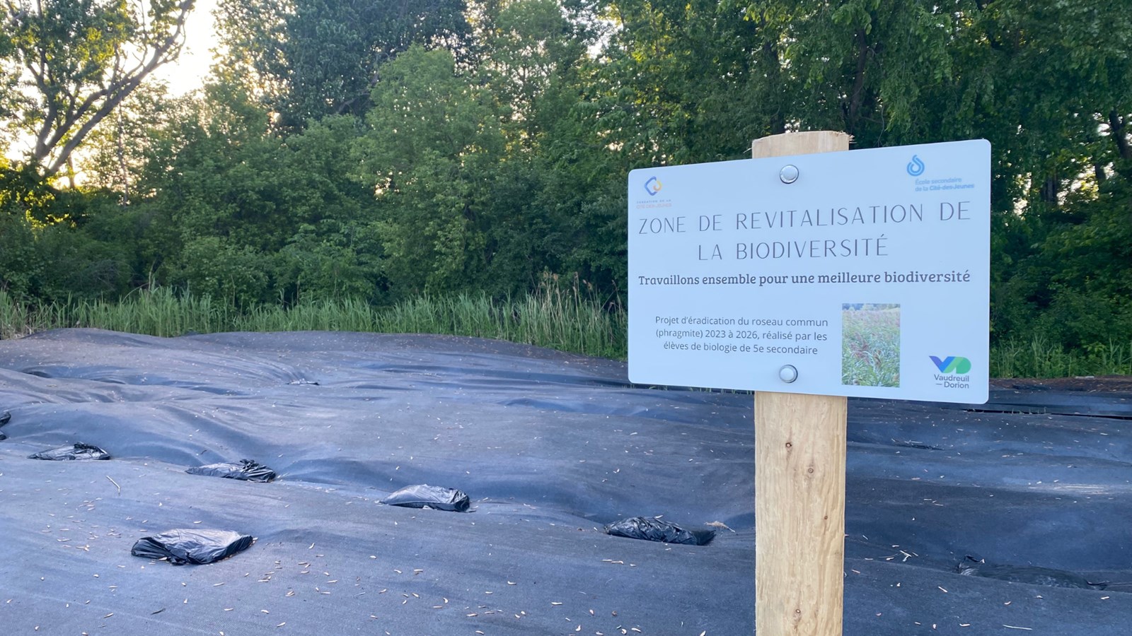 Phragmites control sponsored by the City of Vaudreuil-Dorion
