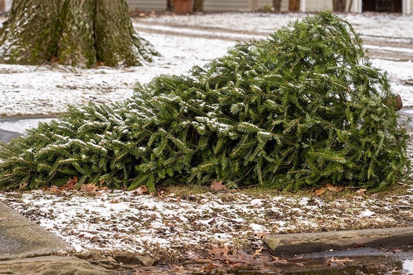 Toutes les collectes de sapin dans Vaudreuil-Soulanges