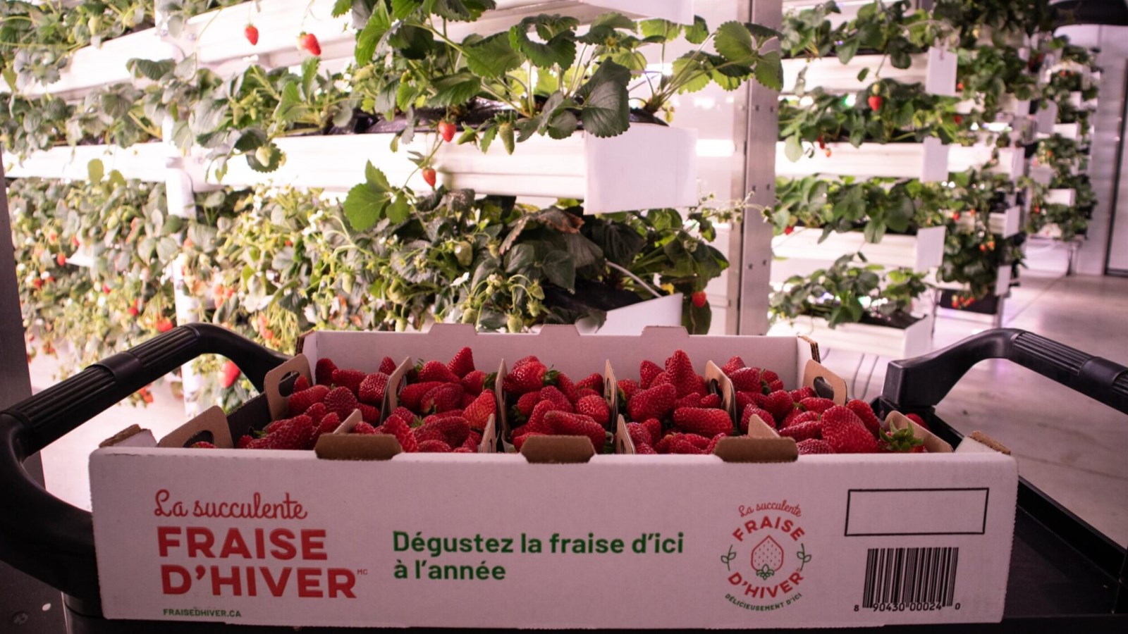 Local company Ferme d'Hiver put up for sale  