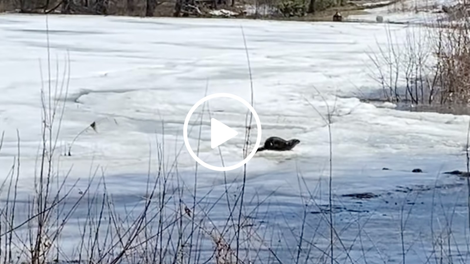 Une loutre prend un bain de soleil à Rigaud