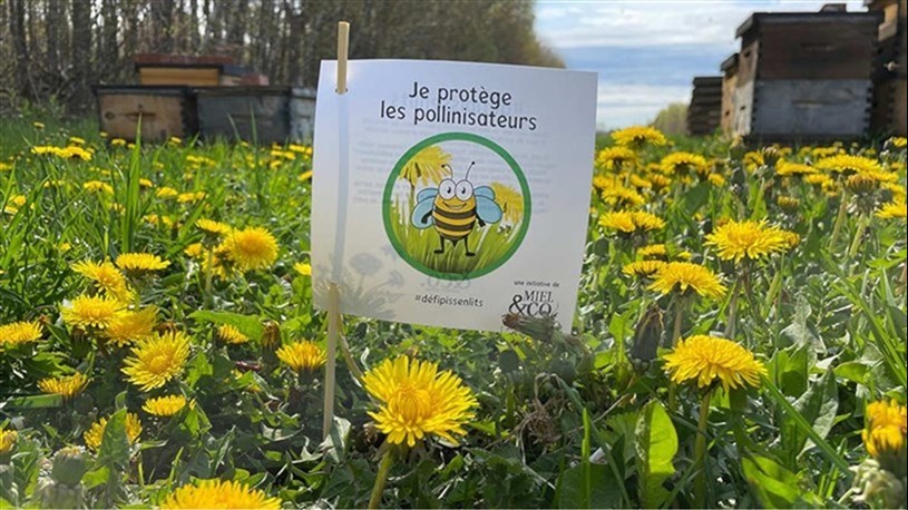 La Ville de L'Île-Perrot se joint au Défi Pissenlit 2025