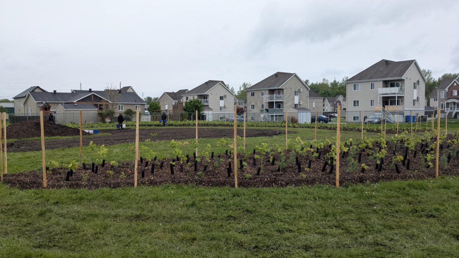 La Municipalité des Coteaux donne le coup d'envoi à sa microforêt Miyawaki 