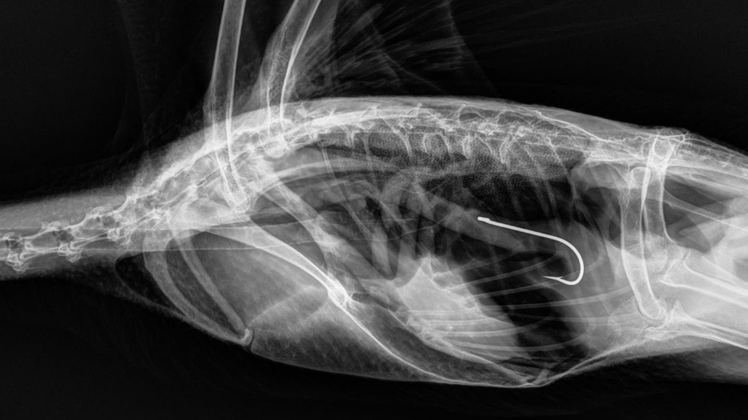 Les dangers de l’équipement de pêche pour les oiseaux