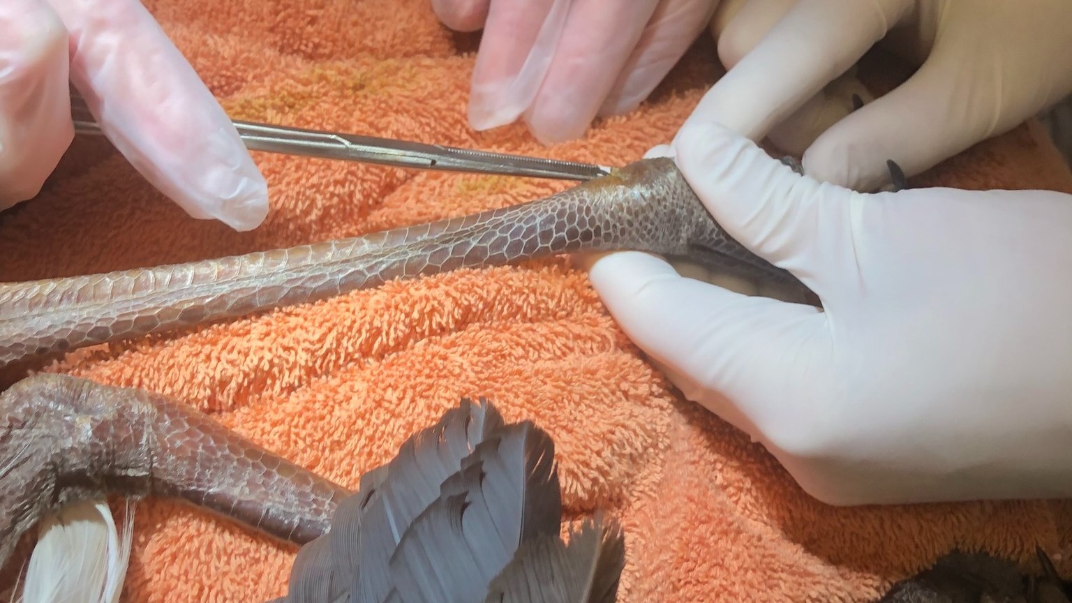 Les dangers de l’équipement de pêche pour les oiseaux