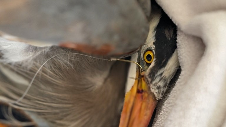 Les dangers de l’équipement de pêche pour les oiseaux