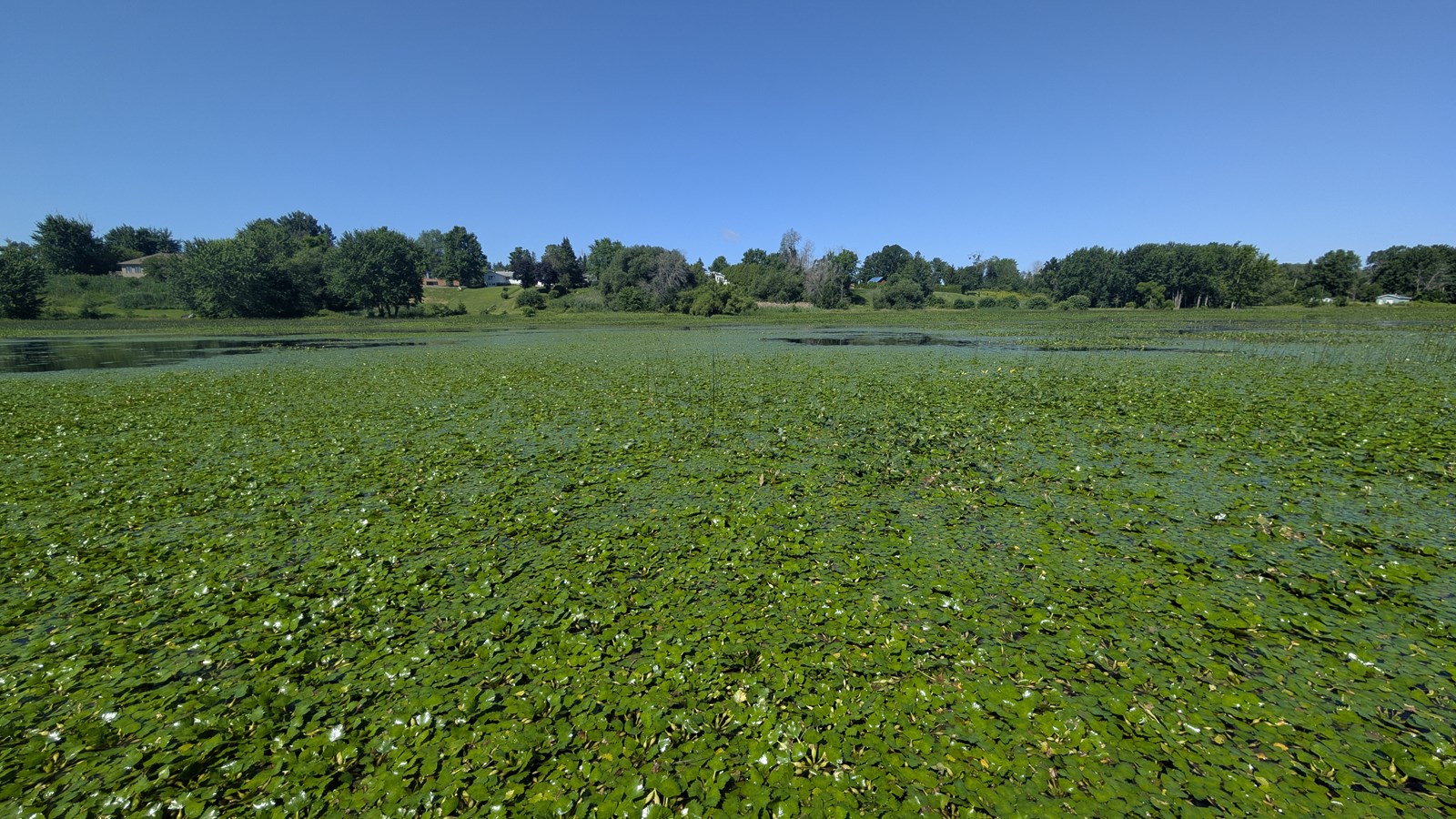 EN VIDÉO: La châtaigne d’eau dans la mire du COBAVER-VS