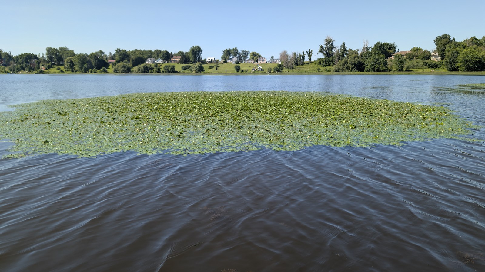 EN VIDÉO: La châtaigne d’eau dans la mire du COBAVER-VS