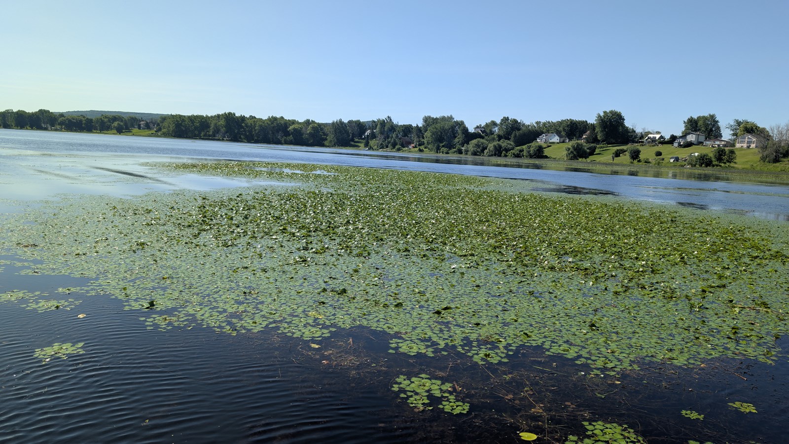 EN VIDÉO: La châtaigne d’eau dans la mire du COBAVER-VS