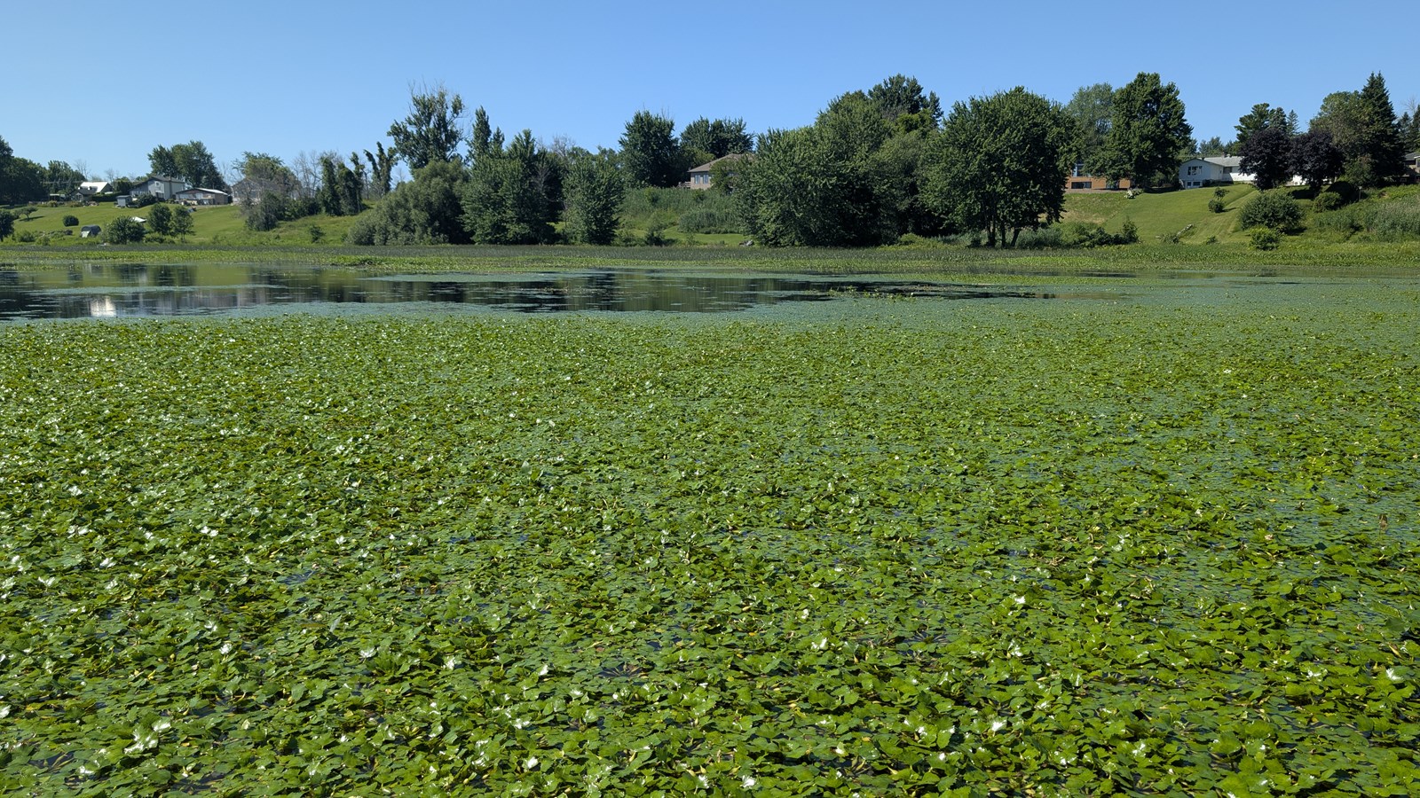 EN VIDÉO: La châtaigne d’eau dans la mire du COBAVER-VS