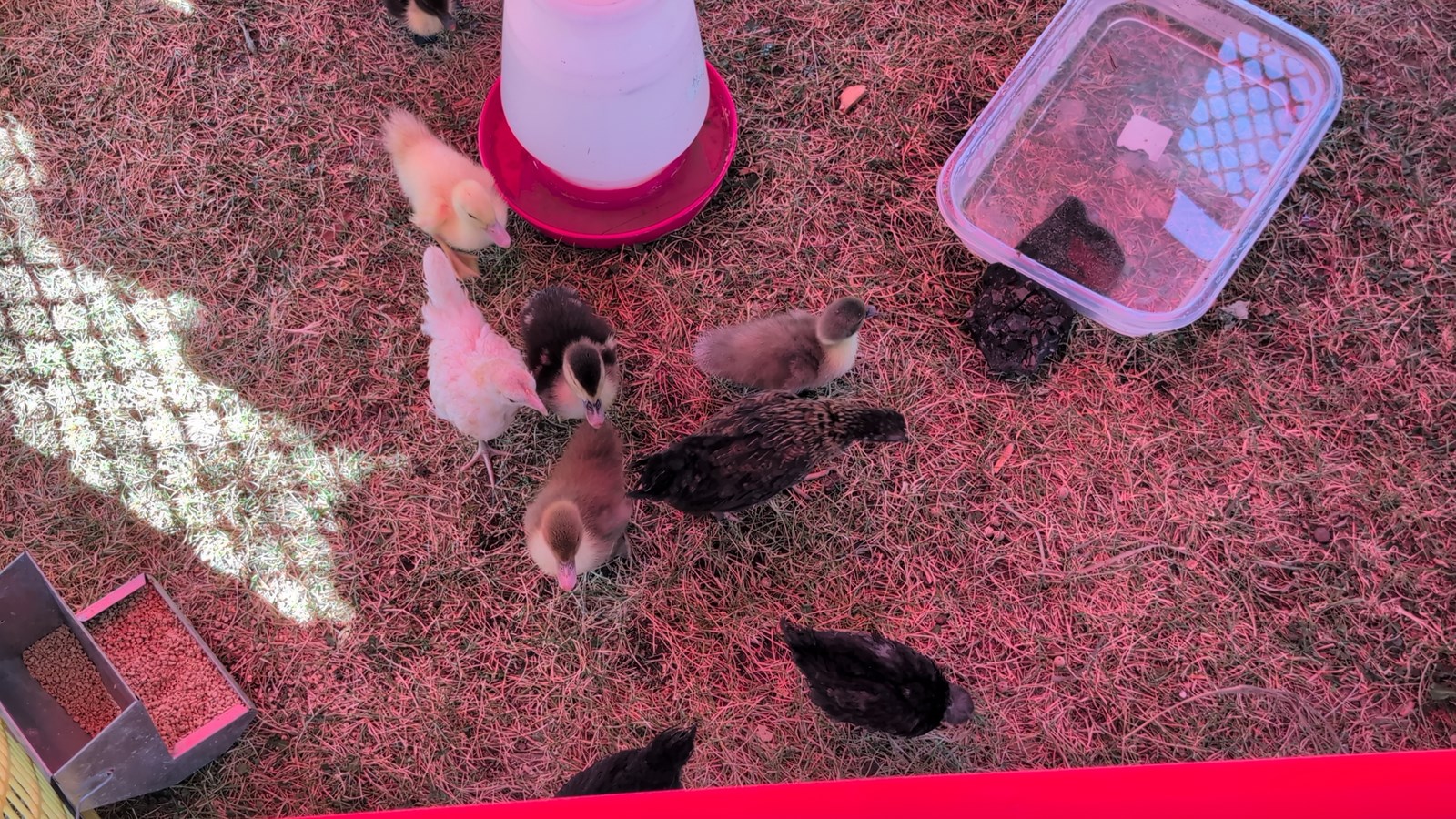 Première édition de « Sainte-Marthe complètement poulet! »