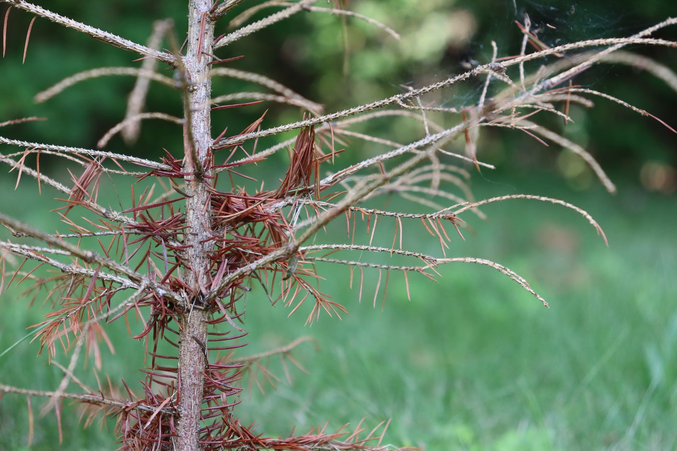 La sécheresse et l’embolie des arbres
