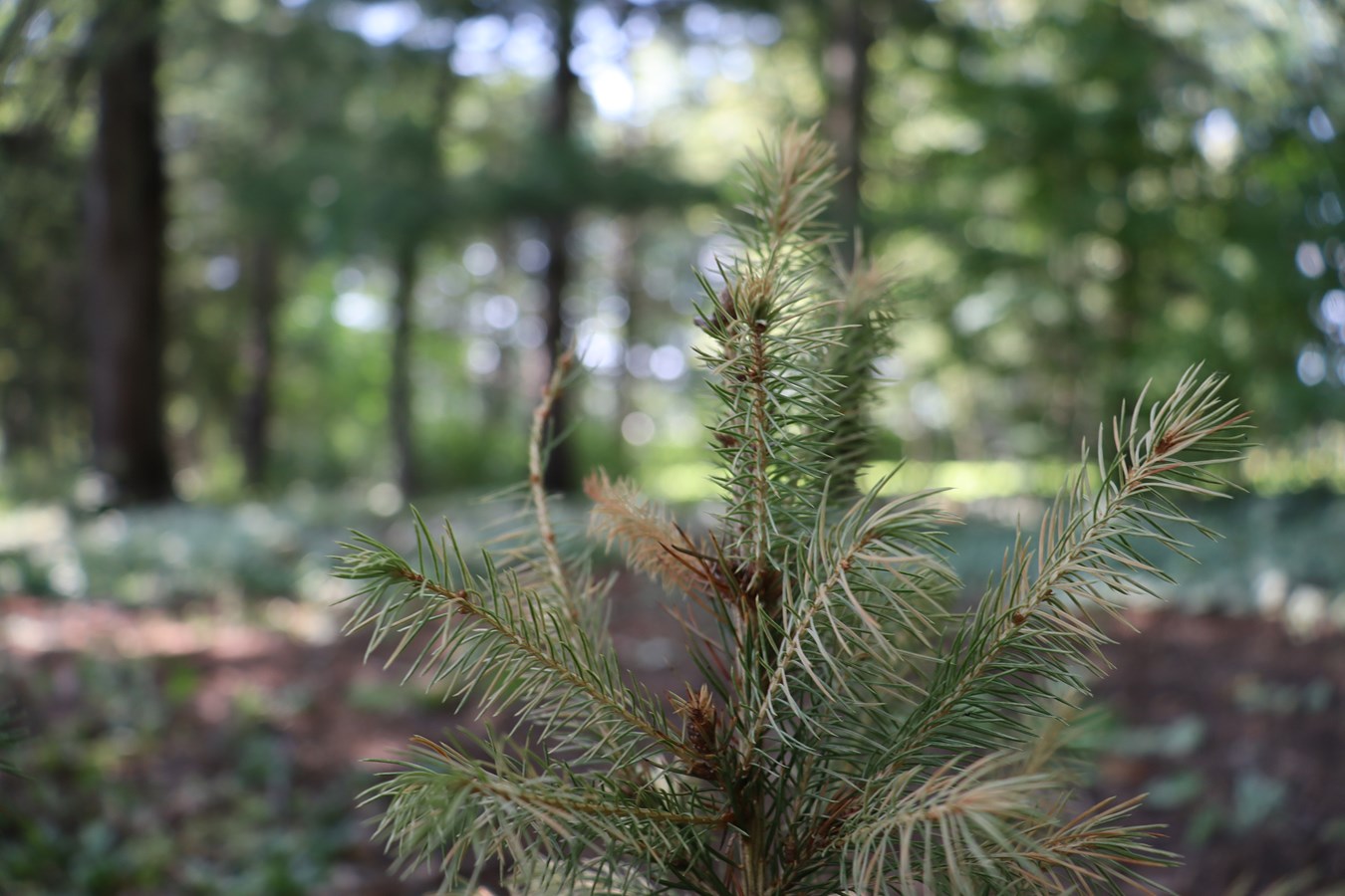 La sécheresse et l’embolie des arbres