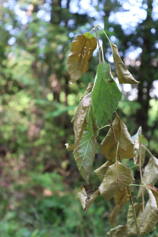La sécheresse et l’embolie des arbres