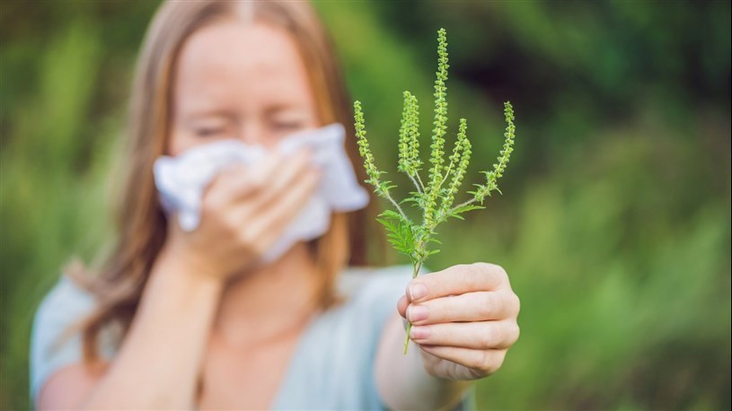 Nouvelle campagne municipale pour enrayer l’herbe à poux à Pincourt