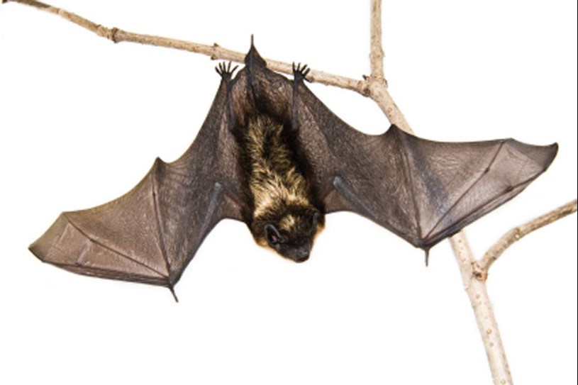 Un cas de rage de la chauve-souris confirmé dans la région