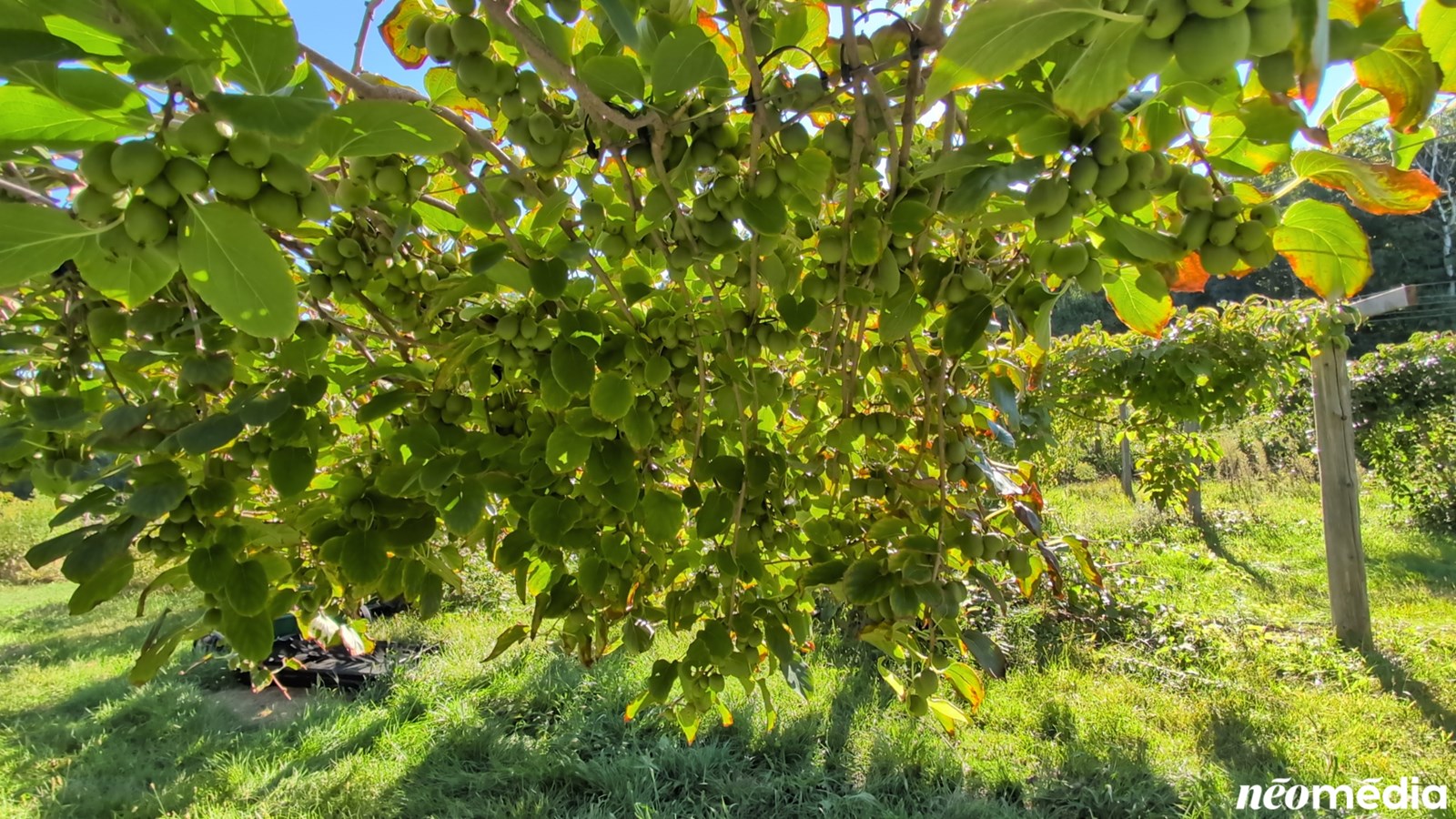 EN VIDÉO : Le mini-kiwi, un fruit surprenant cultivé à Rigaud