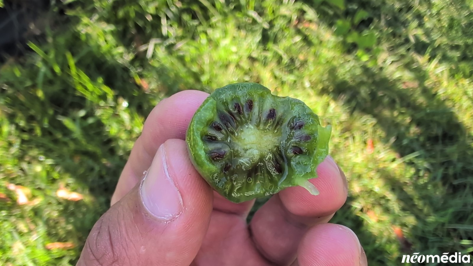 EN VIDÉO : Le mini-kiwi, un fruit surprenant cultivé à Rigaud