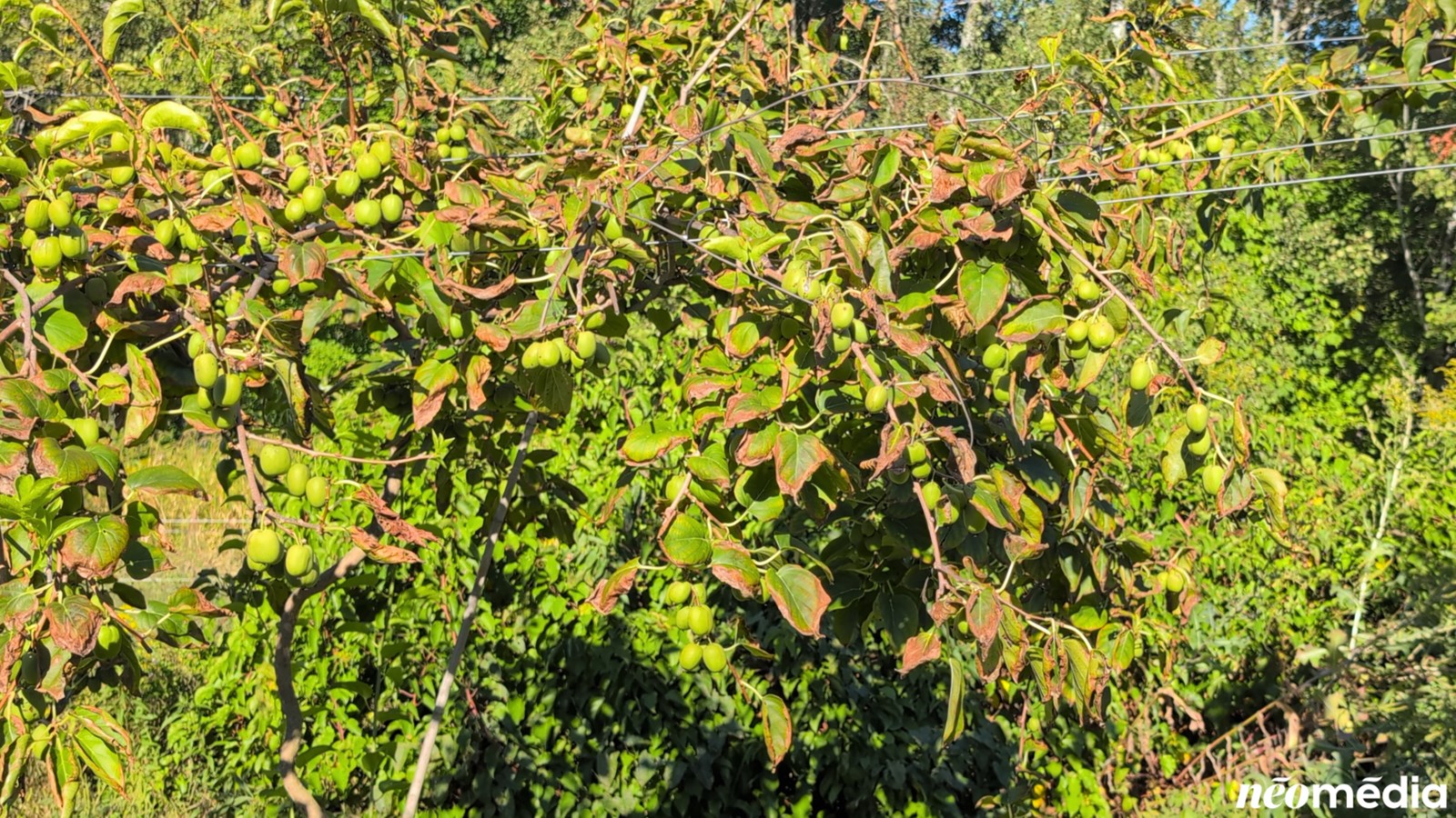 EN VIDÉO : Le mini-kiwi, un fruit surprenant cultivé à Rigaud