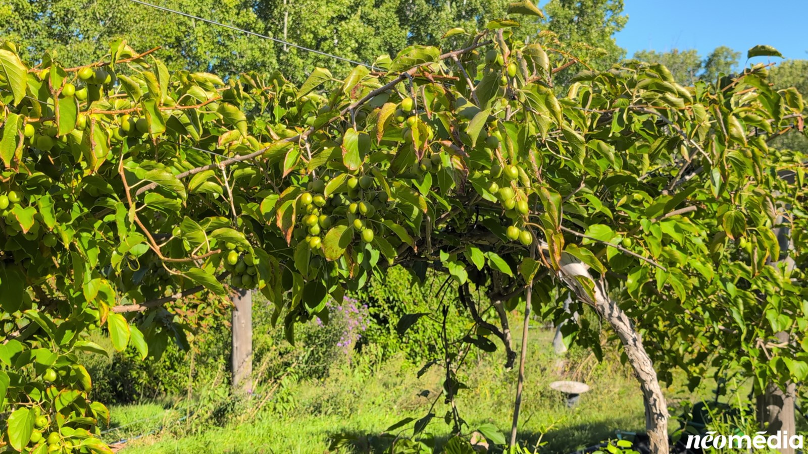 EN VIDÉO : Le mini-kiwi, un fruit surprenant cultivé à Rigaud