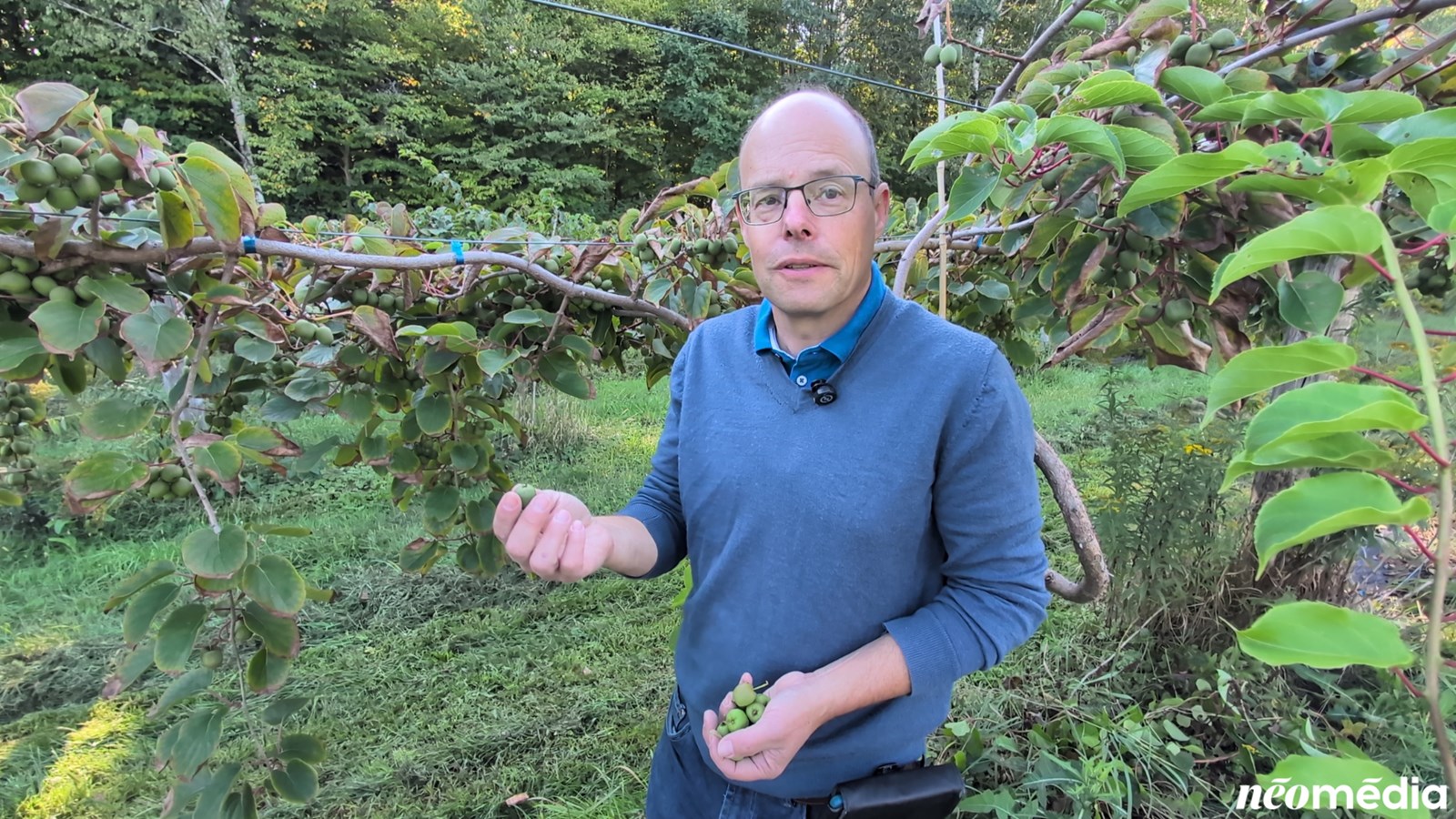 EN VIDÉO : Le mini-kiwi, un fruit surprenant cultivé à Rigaud
