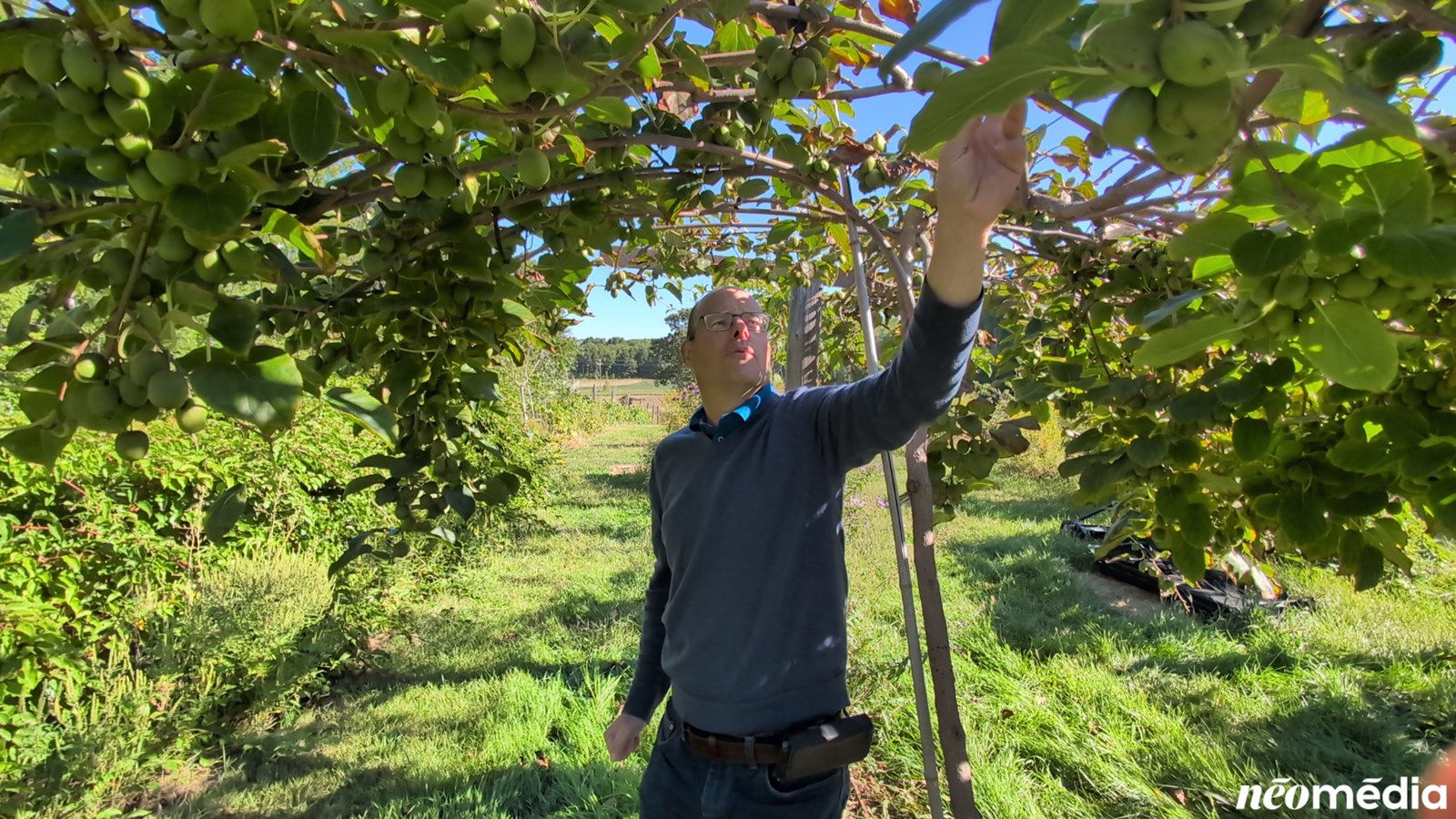 EN VIDÉO : Le mini-kiwi, un fruit surprenant cultivé à Rigaud