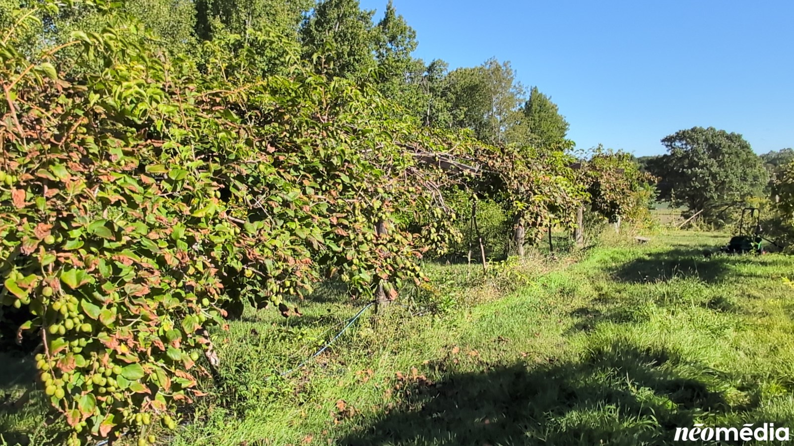 EN VIDÉO : Le mini-kiwi, un fruit surprenant cultivé à Rigaud