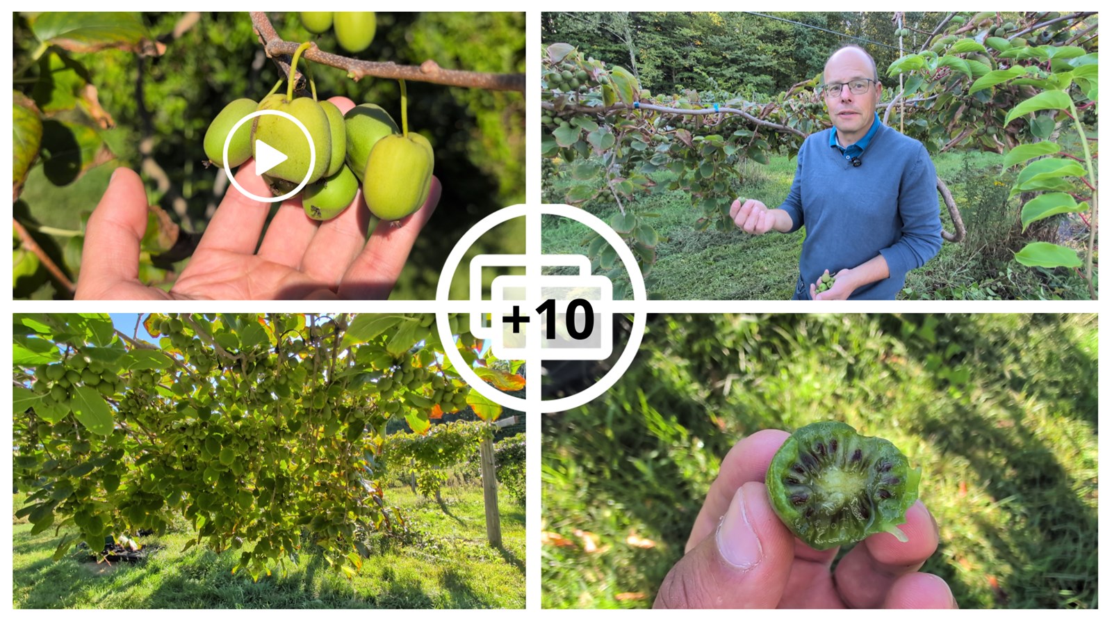 EN VIDÉO : Le mini-kiwi, un fruit surprenant cultivé à Rigaud